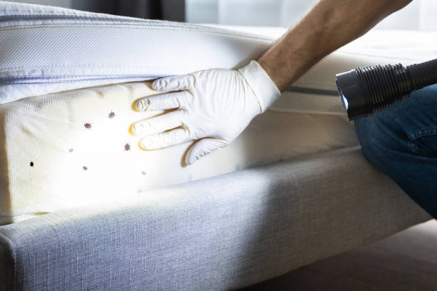 Best Local Pest Control Services  in Occidental, CA
