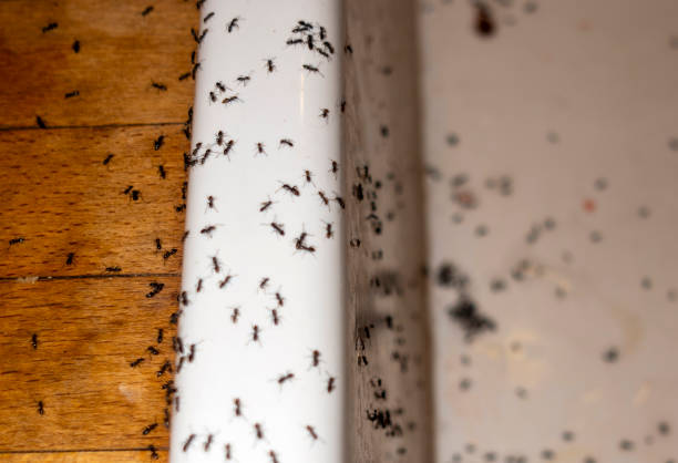 Best Ant Control Services  in Occidental, CA