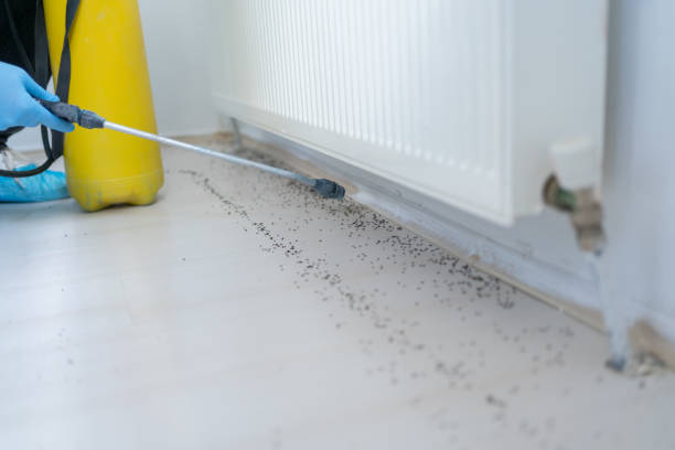 Best Affordable Pest Control Services  in Occidental, CA